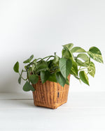 Load image into Gallery viewer, Wicker Planter
